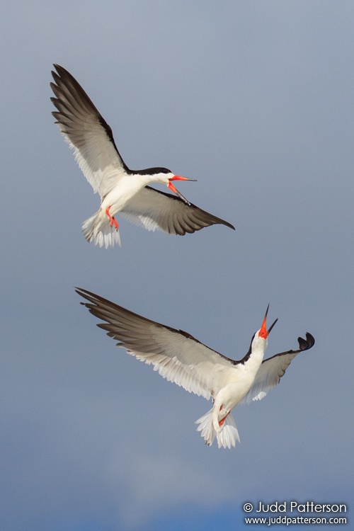 Black Skimmer, Tigertail Beach, Florida, United States